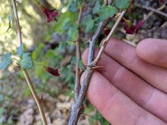 Ribes lobbii