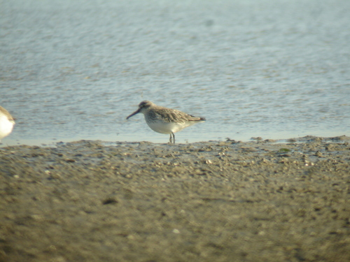 Correlimos falcinelo (Calidris falcinellus)