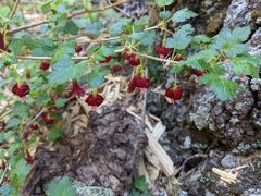 Ribes lobbii