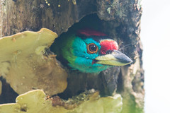 Psilopogon asiaticus