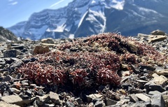 Eriogonum androsaceum
