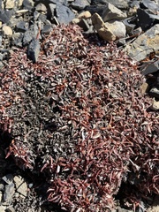 Eriogonum androsaceum