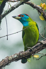 Psilopogon asiaticus