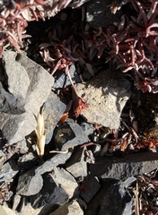 Eriogonum androsaceum