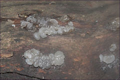 Tremella globispora