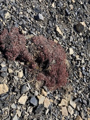 Eriogonum androsaceum