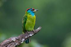 Psilopogon asiaticus