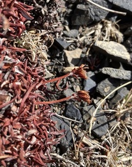 Eriogonum androsaceum