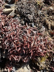 Eriogonum androsaceum
