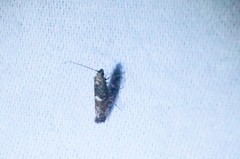 Acrolepiopsis sapporensis