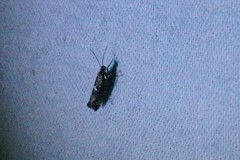 Acrolepiopsis sapporensis