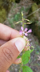 Clarkia heterandra