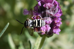 Triepeolus subnitens