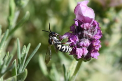 Triepeolus subnitens