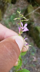 Clarkia heterandra