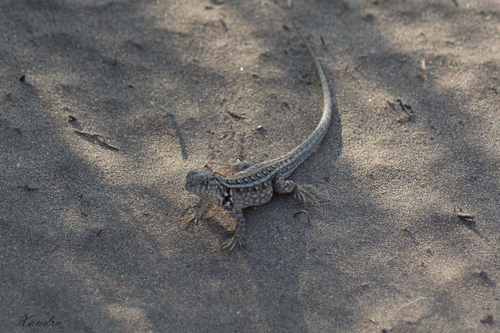 Liolaemus grosseorum