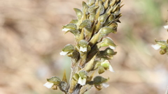 Sarcoglottis schaffneri