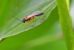 Diplazon pectoratorius