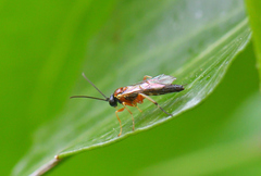 Diplazon pectoratorius