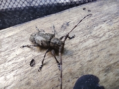 Mesosa nebulosa