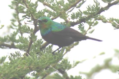 Cinnyris mariquensis