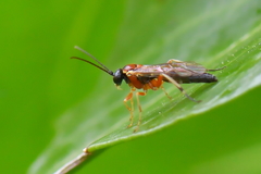 Diplazon pectoratorius