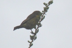 Cinnyris mariquensis