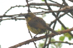 Cinnyris mariquensis