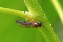 Diplazon pectoratorius