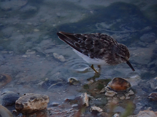 Correlimos menudillo (Calidris minutilla)