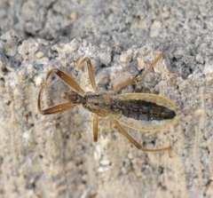 Fitchia aptera