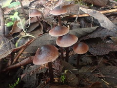 Mycena vinacea