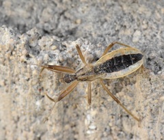 Fitchia aptera