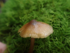 Entoloma aromaticum