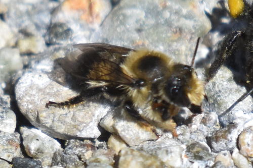 Black-and-gray Leafcutter Bee photo 5