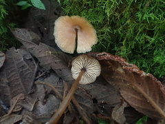 Entoloma aromaticum