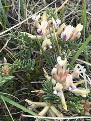 Astragalus crassicarpus