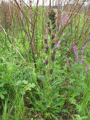 Saussurea baicalensis