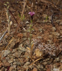 Lessingia ramulosa