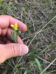 Ranunculus inamoenus