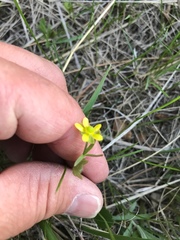 Ranunculus inamoenus