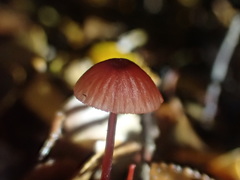 Mycena toyerlaricola