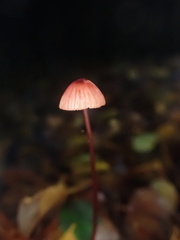 Mycena toyerlaricola