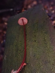 Mycena toyerlaricola