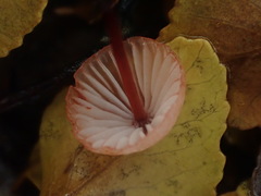 Mycena toyerlaricola