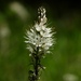 White Asphodel - Photo (c) Elio Giacone, some rights reserved (CC BY-NC), uploaded by Elio Giacone