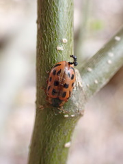 Chrysomela mainensis