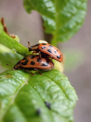 Chrysomela mainensis