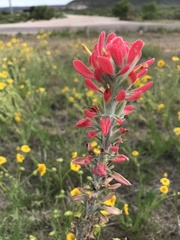 Castilleja purpurea