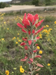 Castilleja purpurea